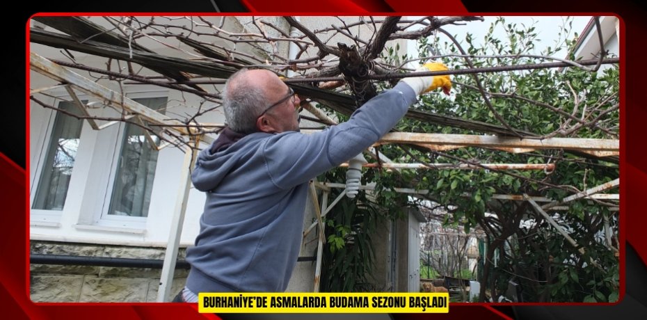 BURHANİYE’DE ASMALARDA BUDAMA SEZONU BAŞLADI