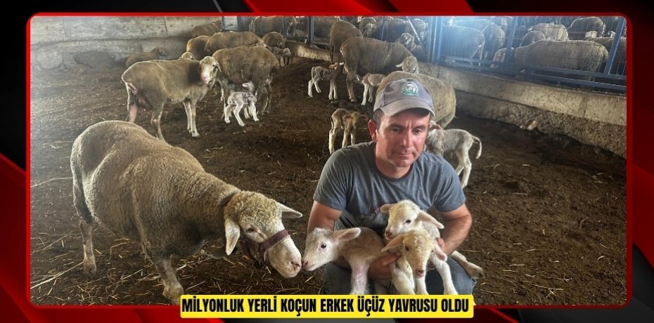 Milyonluk yerli koçun erkek üçüz yavrusu oldu