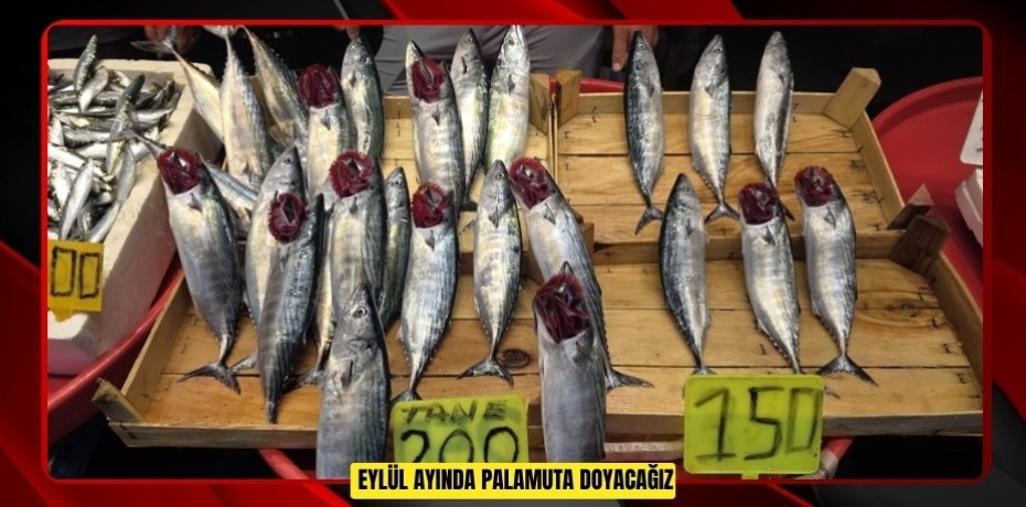 Eylül ayında palamuta doyacağız