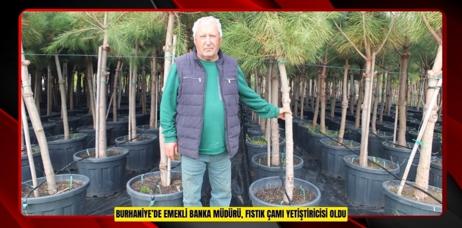 Burhaniye’de emekli banka müdürü, fıstık çamı yetiştiricisi oldu