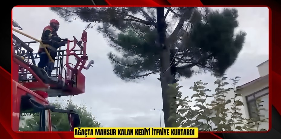 Ağaçta mahsur kalan kediyi itfaiye kurtardı
